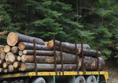 Близо 17 000 проверки извършиха горските инспектори от държавните предприятия