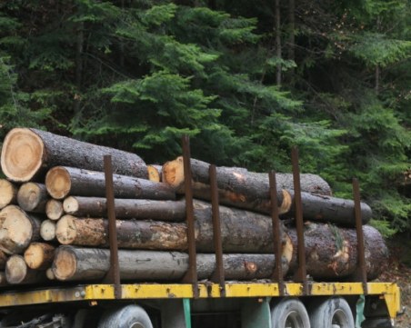 Само за месец: 17 000 проверки за незаконна сеч в страната