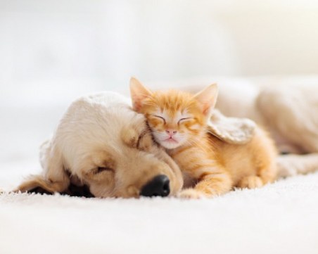 На този ден: Световен ден за защита на животните