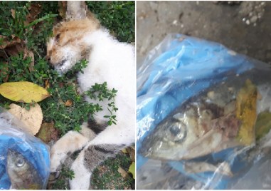 Пловдивчанин се свърза с нашата медия за да изрази благодарност