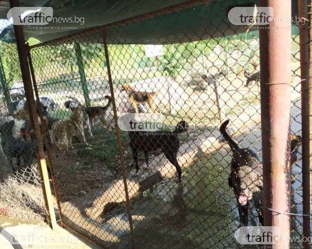 Проверки в кучешкия приют в Пловдив след сигнал за смъртни случаи и безстопанственост