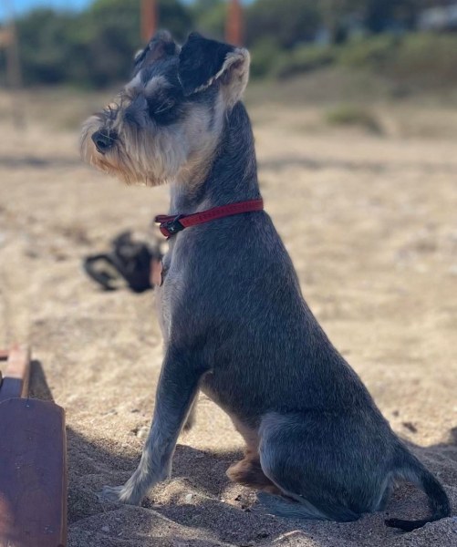 Кученце е изчезнало в района на село Брестник вчера. За