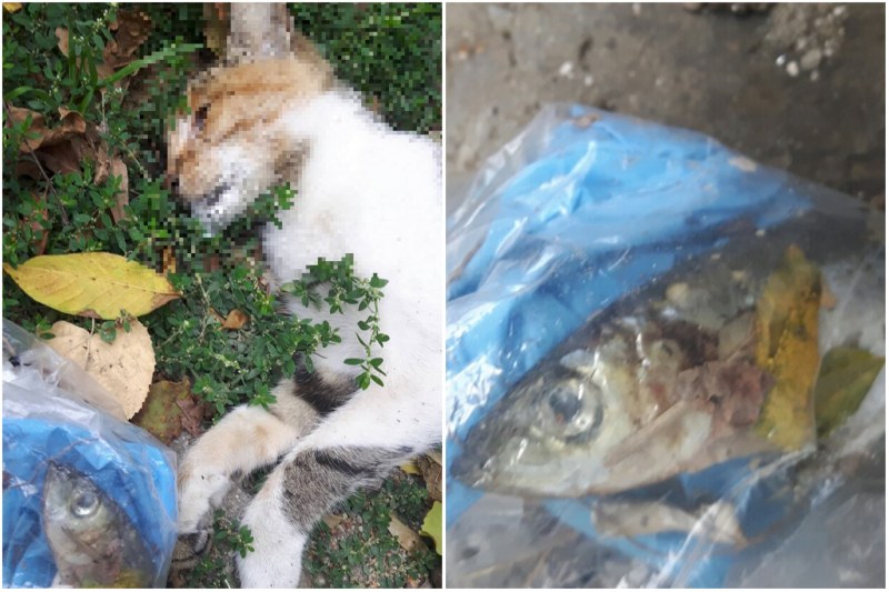 Полицаи от 6-то РПУ издирват сериен убиец на котки