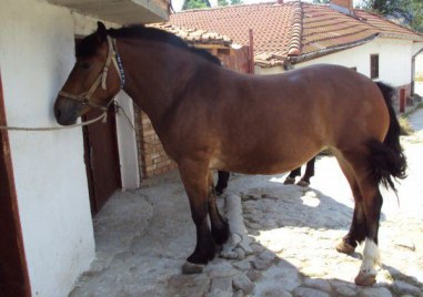 Служители от РУ Раковски откриха и върнаха открадната кобила на стопанина