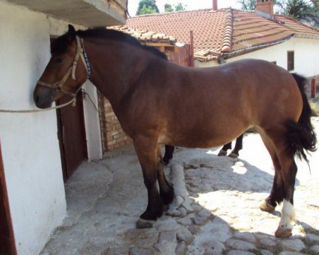 Полицаи в пловдивско откриха и върнаха открадната кобила