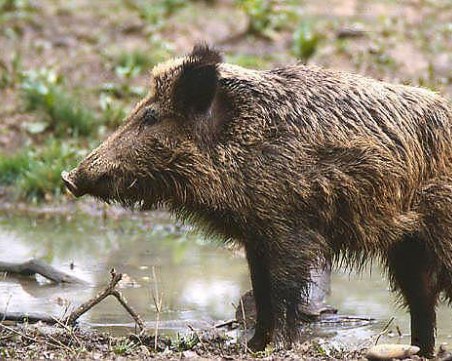 24 положителни проби за Африканска чума по свинете, инфектиран дивеч и в Пловдивско