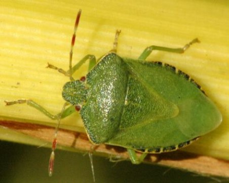 Има ли нашествие от миризливки?