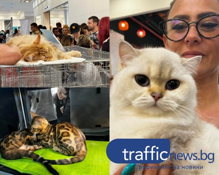 Над 150 котки от редки породи бяха представени в Plovdiv Plaza Mall