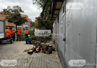 Изсичането на старо дърво на улица Макгахан в Пловдив предизвика