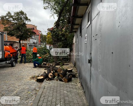 Напрежение в Пловдив! Мъж се качи на дърво, за да спре изсичане, полицията го свали