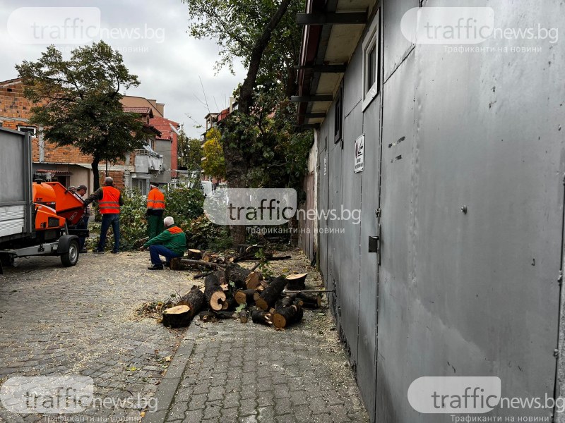 Напрежение в Пловдив! Мъж се качи на дърво, за да спре изсичане, полицията го свали