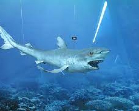 Детско забавление: Уикенд с акули в Природонаучния музей в Пловдив