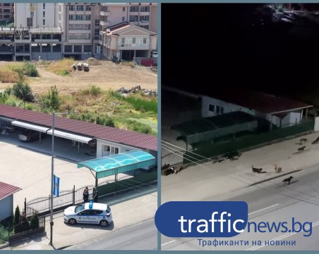 Глутницата кучета в Смирненски се завърна, чакаме ли да се случи нов инцидент?