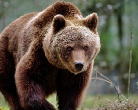 Мечка нападна домашни животни в Родопите! Търсят я за отстрел