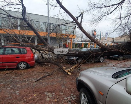 Пловдивчанка осъди общината заради паднали клони, потрошили колата ѝ