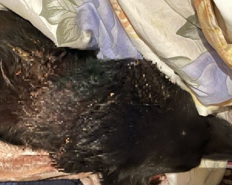 Алабаи убиват домашни любимци и тормозят деца в пловдивско село