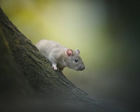 Човешки мозъчни клетки оживяха в мозъка на плъх
