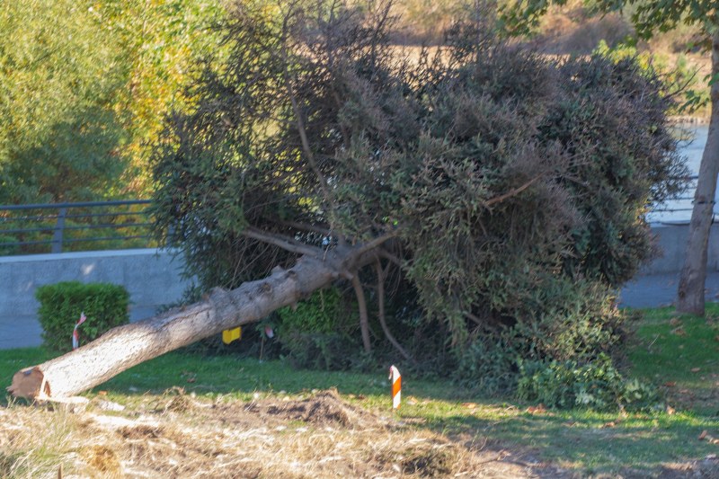 Градини и паркове започнаха да режат дърветата, които пречат за
