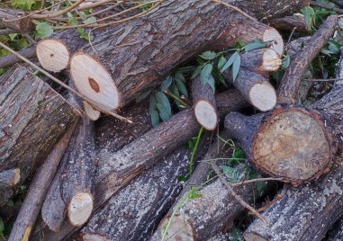 Оказва се че и в Германия крадат дърва Зачестилите набези