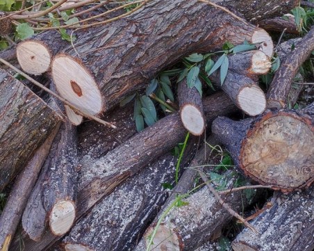 И в Германия крадат дърва! Отчитат бум на бракониерите в горите