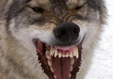Учени предполагат че са установили причината поради която вълците в