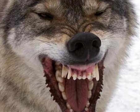 Изследователи проучват защо вълците в Северна Америка променят цвета на козината си