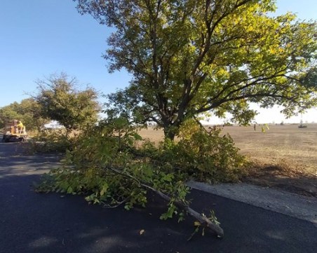 Кастрят растения по пътя Садово-Поповица, минаването е опасно