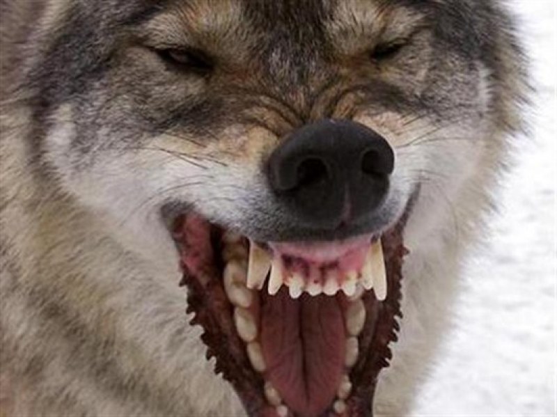 Изследователи проучват защо вълците в Северна Америка променят цвета на козината си