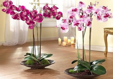 Орхидеите са красиви цветя които се радват на много фенове