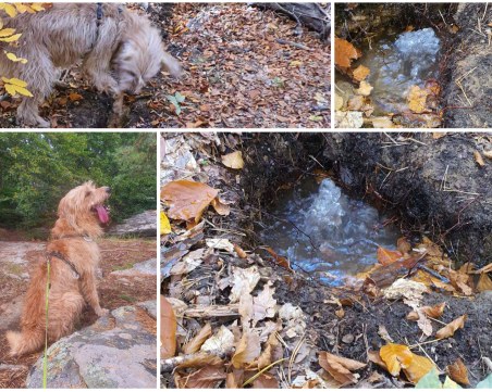 Нов извор бликна край Дедево! Откри го кучето Рошко