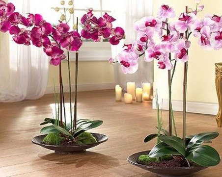 Орхидеята не цъфти - какво да правим?