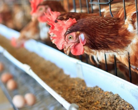 Унищожават 15 000 кокошки в Хасковско заради птичи грип