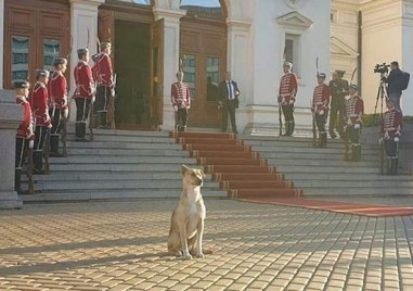 Кучето което се превърна в интернет сензация посрещайки депутатите пред