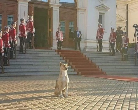 Кученцето пред парламента вече си има дом