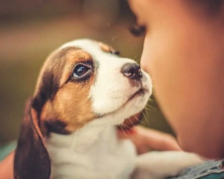 Защо домашните любимци са полезни?