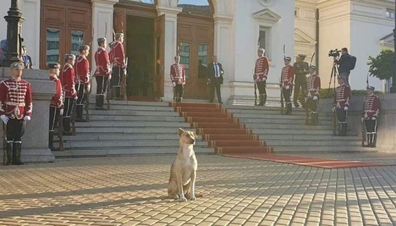 Кучето, което се превърна в интернет сензация, посрещайки депутатите пред