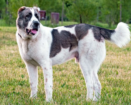 Алабаите, тормозили жители на Белащица, продължават да обикалят без надзор