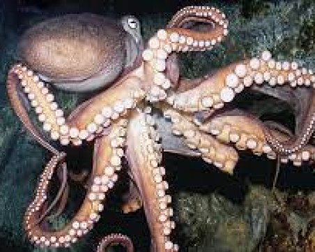 Отровата на австралийски октопод може да се окаже ключът в борбата с меланома