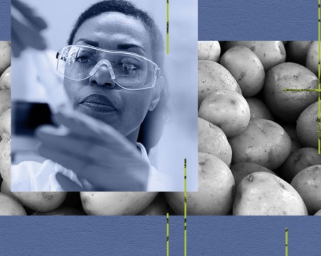 Учените: Картофите могат да спасят живот