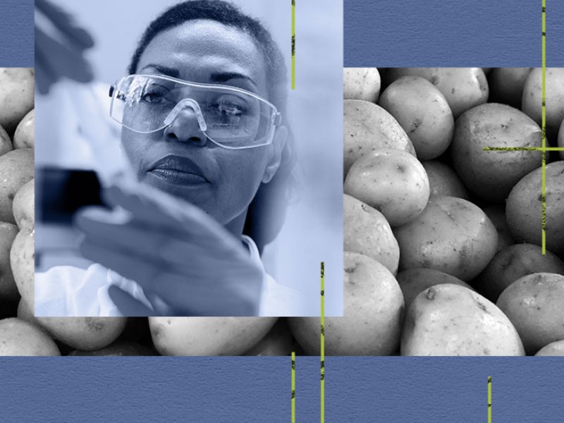 Учените: Картофите могат да спасят живот