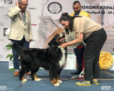 Две киноложки изложби събират най-красивите кучета в Пловдив