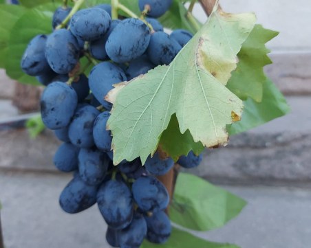 Търсят най-добрия домашен мавруд в община „Родопи