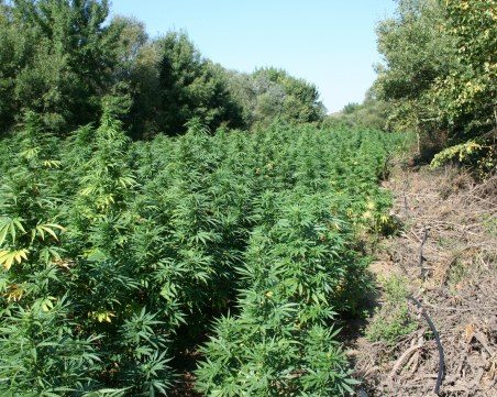 Арестуваха трима пловдивчани заради наркоплантация край Девин