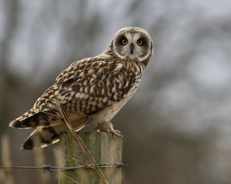 Броят ушатите сови в Пловдив! Колко са?