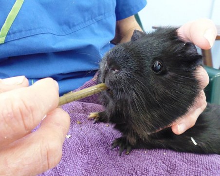 По-нетрадиционните домашни любимци, които да ви зарадват