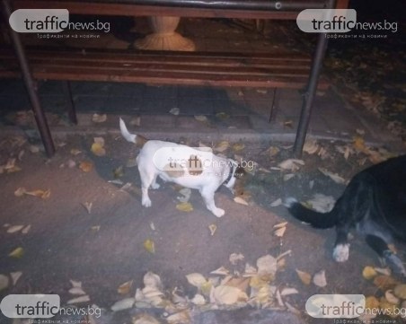 Този сладур се е загубил в Пловдив! Някои разпознава ли го?