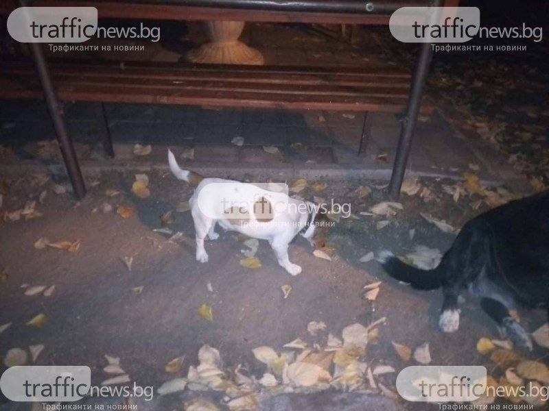 Този сладур се е загубил в Пловдив! Някои разпознава ли го?