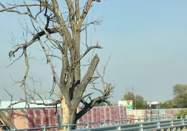 Изсъхнало дърво застрашава шофьорите на Околовръстния път на Пловдив Дървото