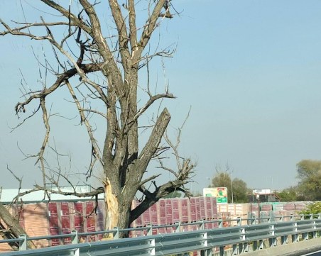 Изсъхнало дърво застрашава шофьори и пешеходци на Околовръстното на Пловдив