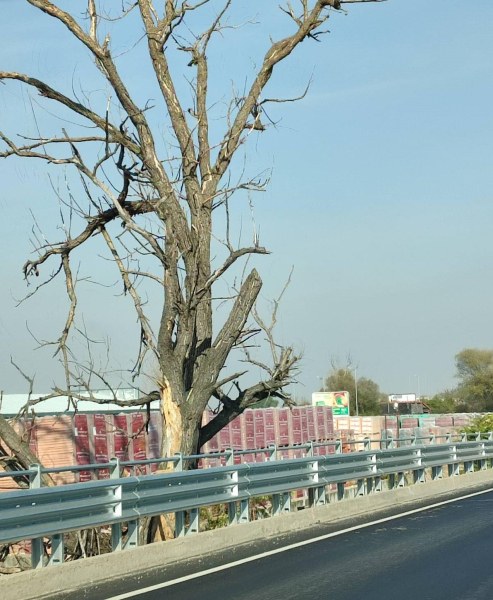 Изсъхнало дърво застрашава шофьорите на Околовръстния път на Пловдив. Дървото
